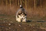ALASKAN MALAMUTE 621